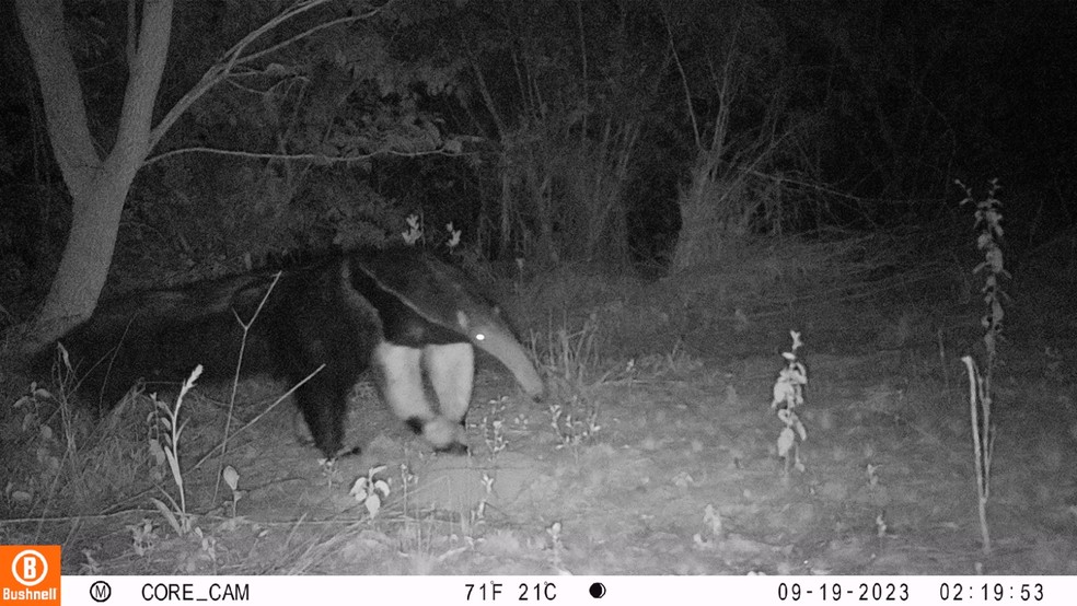 Tamanduá-bandeira vista em área de Corredor de Vida, no Pontal do Paranapanema — Foto: IPÊ/Reprodução