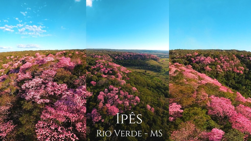 Vídeo com a florada de ipês repercutiu nas redes sociais. — Foto: Gabriel Monteiro/Arquivo pessoal