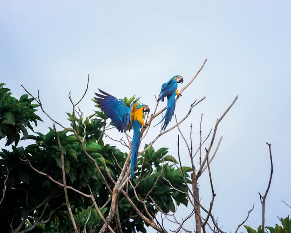 Arara-canind  Foto: Vale das cachoeiras