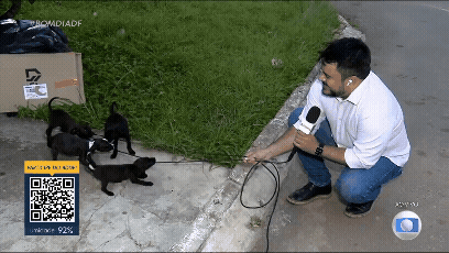 VÍDEO: filhotes abandonados de cachorro 'atacam' microfone de repórter no DF