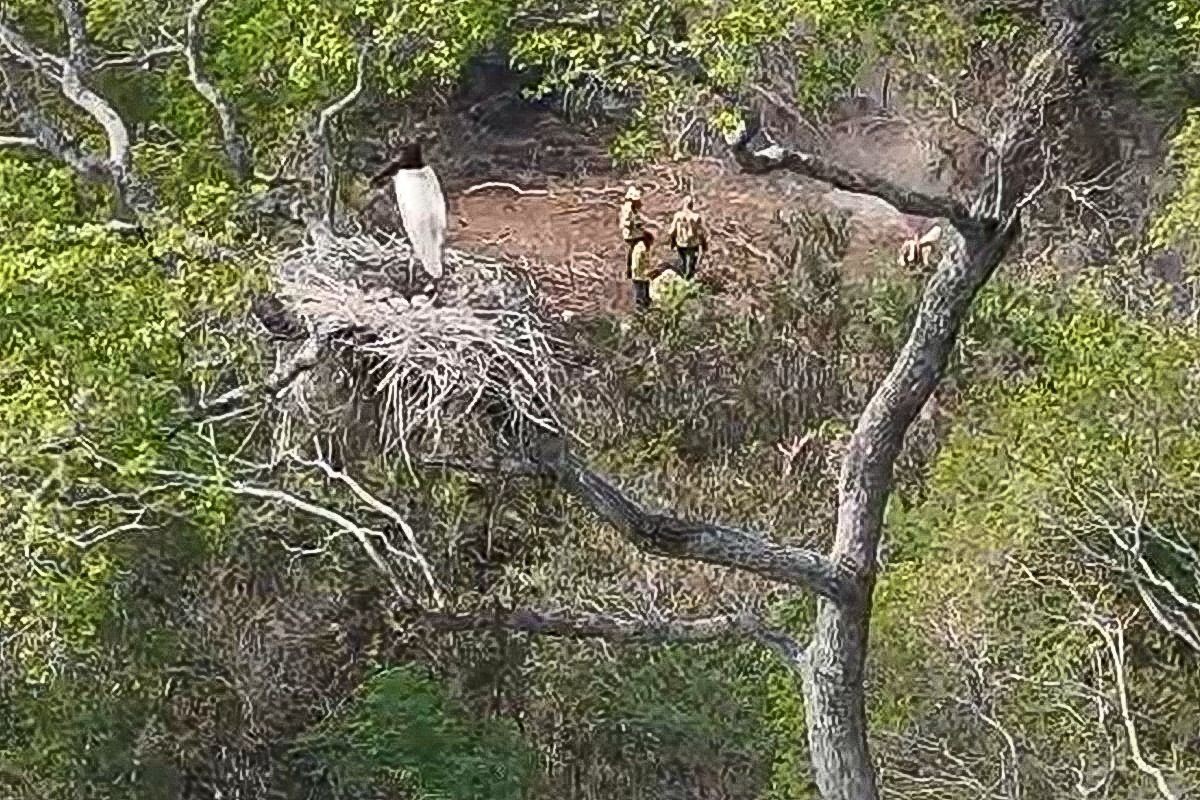 VÍDEO: ninho de tuiuiús é salvo do fogo por brigadistas no Pantanal