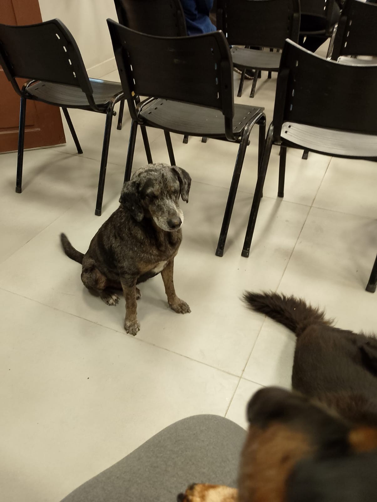 Polícia Civil investiga a morte de dois cachorros em Paulo de Frontin; suspeita é de envenenamento