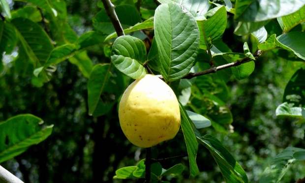 Estudantes baianos desenvolvem protetor solar com folha da goiabeira; conheça projeto