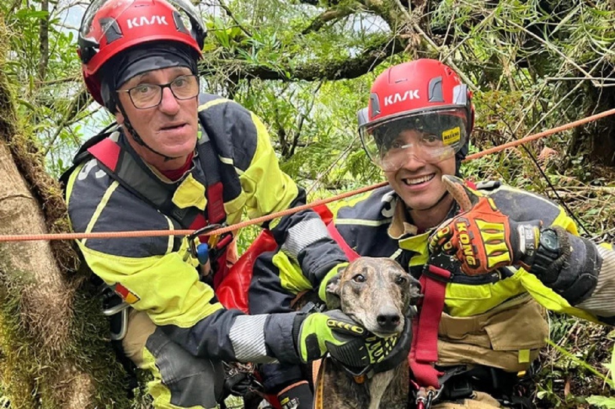 VÍDEO: cão de caça cai 130 metros em cânion no RS e é resgatado com ajuda de GPS preso à guia, diz bombeiro