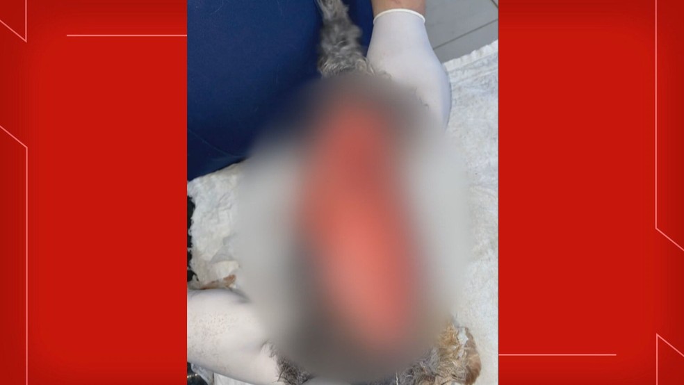 Cadela Babi sofreu queimaduras graves ao passar por uma cirurgia em uma clínica veterinária de Taguatinga, no DF — Foto: TV Globo/Reprodução