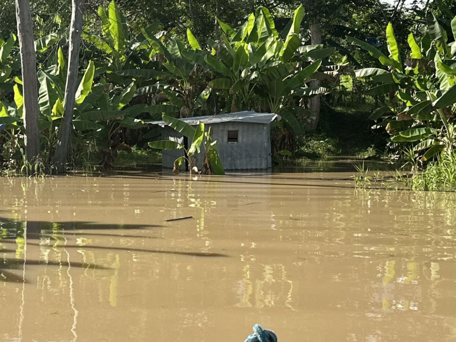 Enchente do Rio Envira destrói plantações de banana em comunidade indígena no Acre