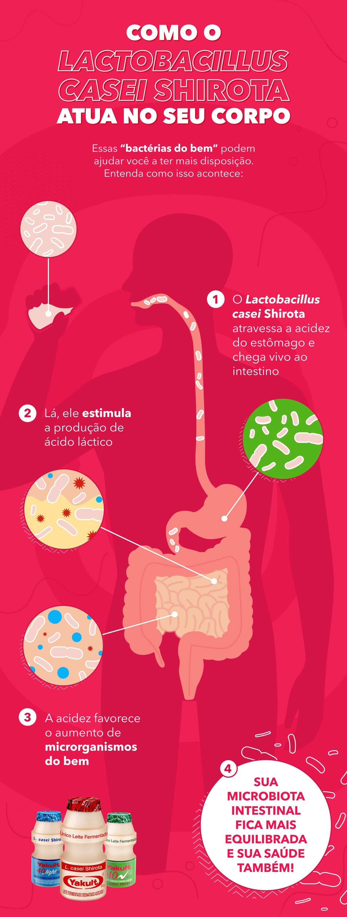 Como os lactobacilos atuam no seu corpo e te ajudam a ter mais ...