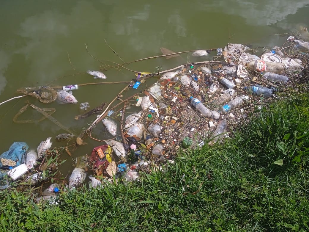 Peixes são encontrados mortos na Lagoa do São Domingos, em Campinas