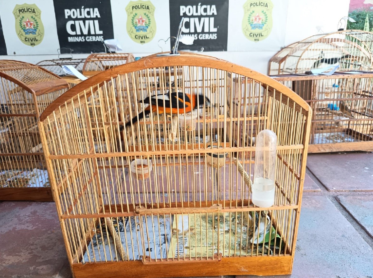 Mais de 150 aves silvestres são resgatadas em Juiz de Fora e região