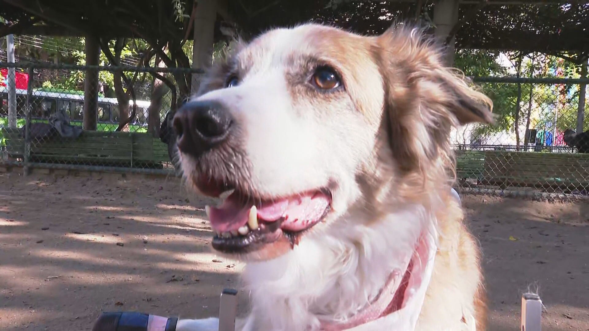 Luna, Mel, Thor: censo revela nomes mais comuns de animais de estimação no RJ