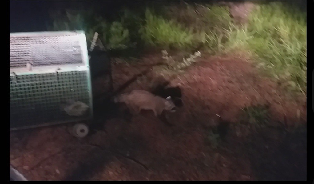 Guaxinim é capturado no Centro de Dracena e solto no Parque Estadual do Rio do Peixe