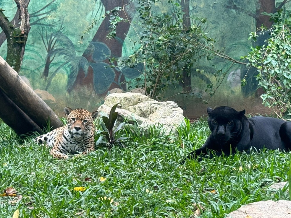 Zoológico do interior de SP recebe ‘pantera negra’ para reprodução com onça-pintada, espécie ameaçada de extinção — Foto: Divulgação/Selva Viva
