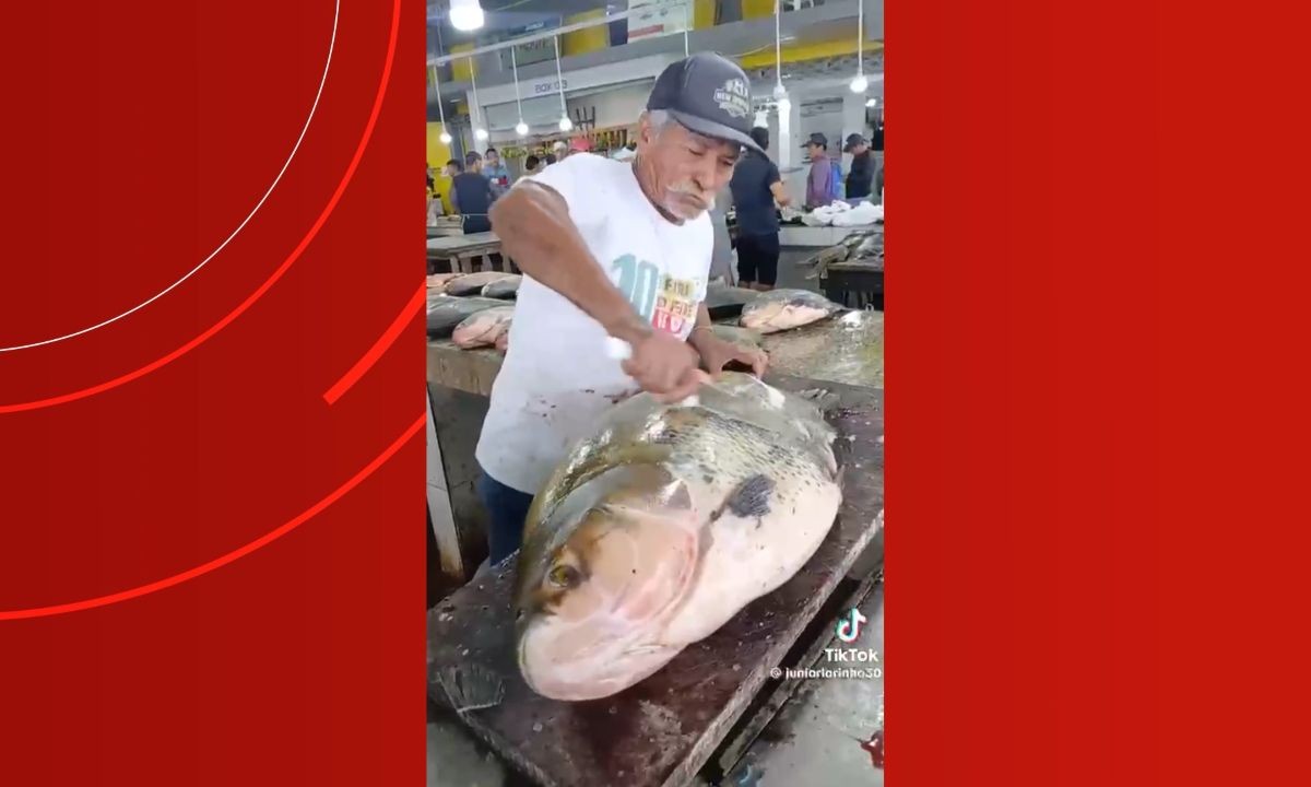 Tambaqui gigante chama atenção em feira no Amazonas; especialista afirma que peixe é raro