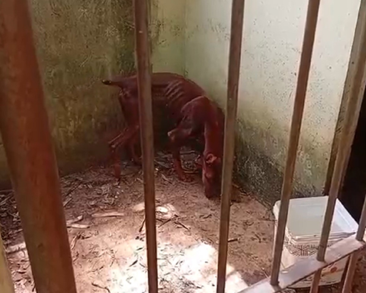 Responsável por empresa que alugava cães como 'seguranças' é preso por maus-tratos em Sorocaba