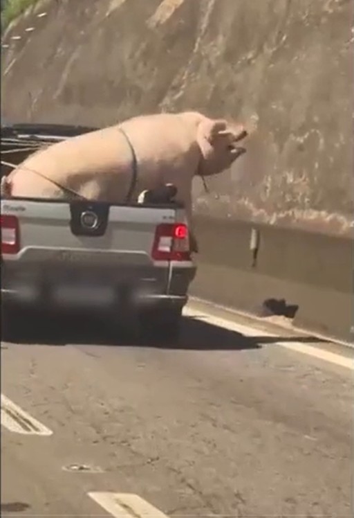 VÍDEO: porco e cabrito são transportados de forma irregular na traseira de caminhonete na Rodovia Raposo Tavares em SP