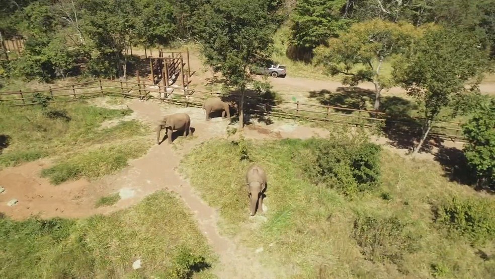 Santuário de Elefantes Brasil (SEB) — Foto: Reprodução