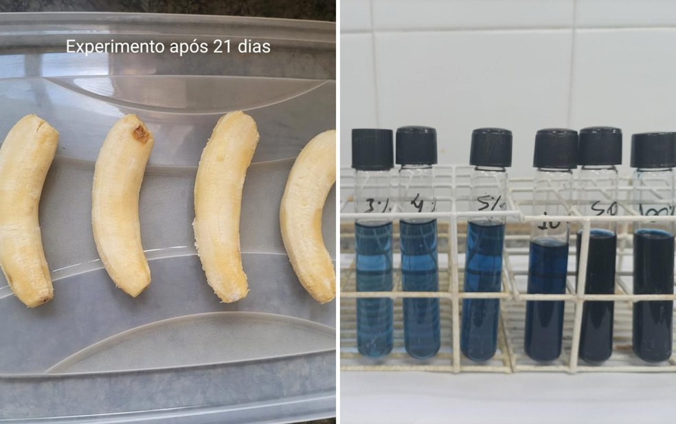 Bananas durante experimento  — Foto: Arquivo Pessoal