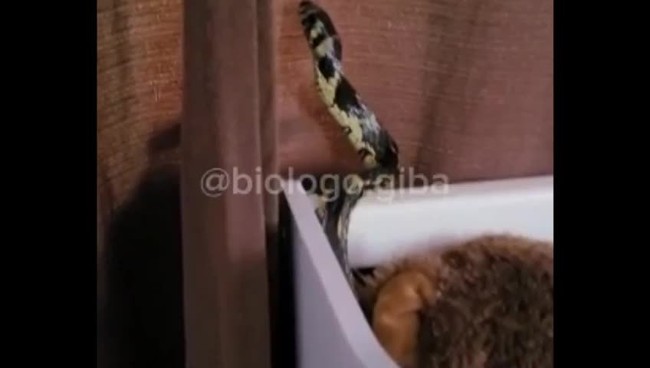 Cobra é capturada dentro de berço em SC