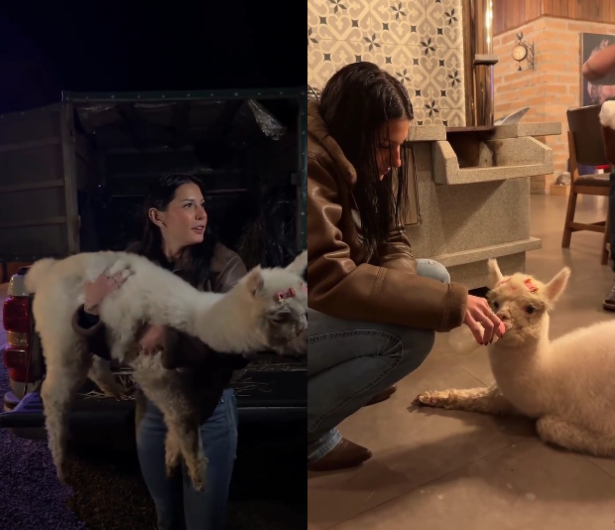 Ana Castela viaja até SC para buscar alpaca em rancho de influenciador: 'Odete chegou'