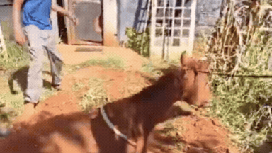 VÍDEO: Bombeiros cavam rampa e cavalo sai sozinho de fossa de 2 metros em Uberlândia