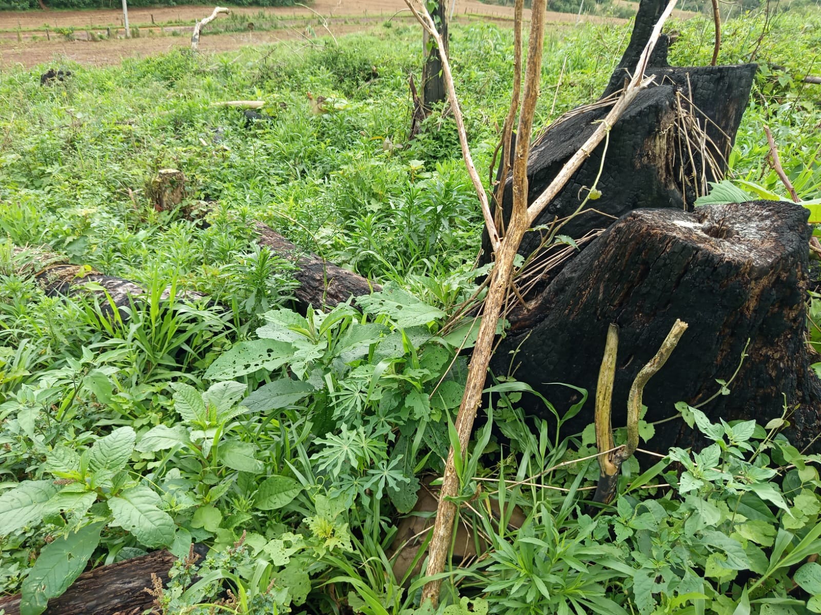 Fazendeiro é multado em R$ 94 mil por derrubar e queimar florestas para abrir espaço para criação de gado, no Paraná