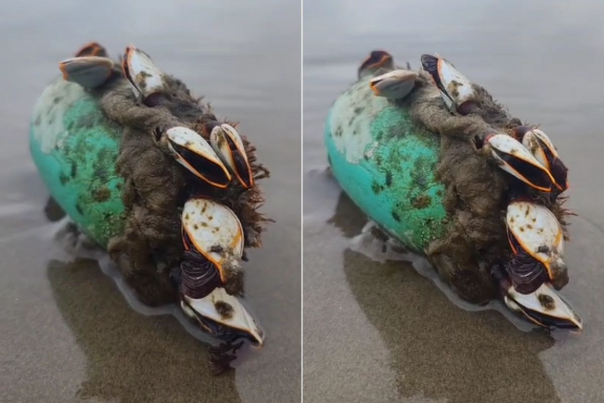 Crustáceos marinhos são flagrados presos em boia no litoral de SP; VÍDEO