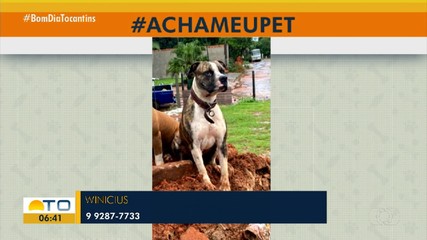 Acha Meu Pet: tutor pede ajuda para encontrar o cachorro Jason em Araguaína