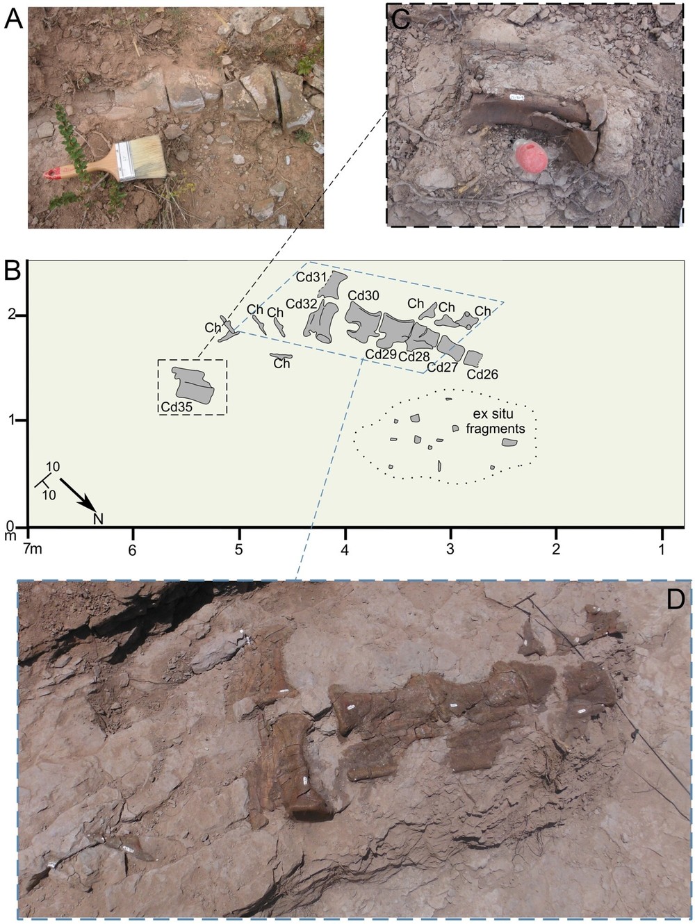 Pesquisadores encontram na Espanha a primeira evidência esquelética do dinossauro Diplodocus fora da América do Norte
