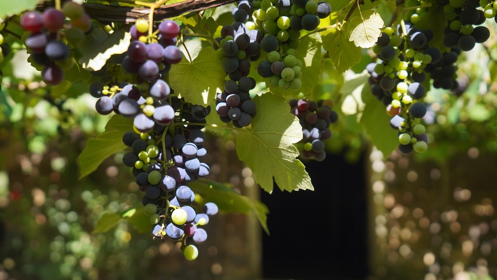 Uva Isabel é matéria-prima do vinho colonial, feito na propriedade da família Strapazzon. — Foto: Marcos Serra Lima