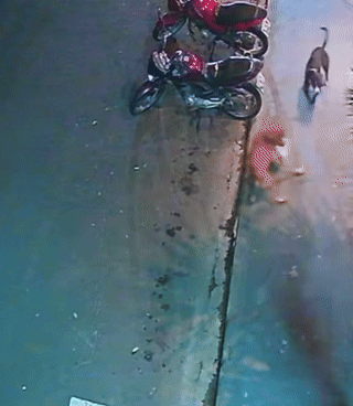 VÍDEO: gato dá surra em cachorro e salva gata de ataque no interior de SP