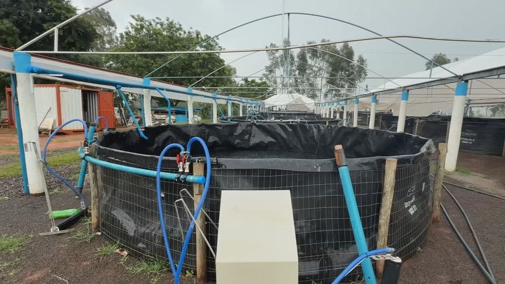 1 de 1
Sistema de cria de peixes ao 'céu aberto', do piscicultor Rafael Mazuchelli — Foto: Reprodução/TV TEM