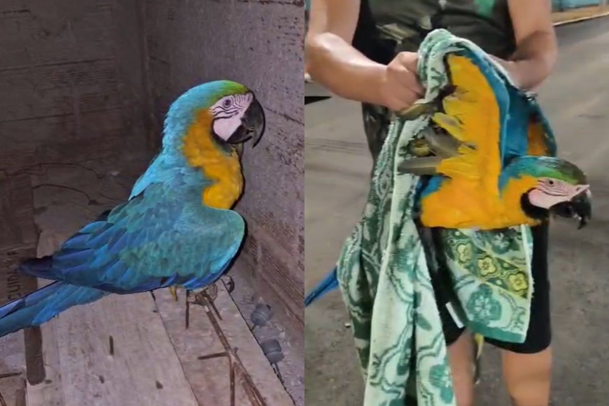 Arara-canindé morre após bater em fio de alta tensão no interior de SP