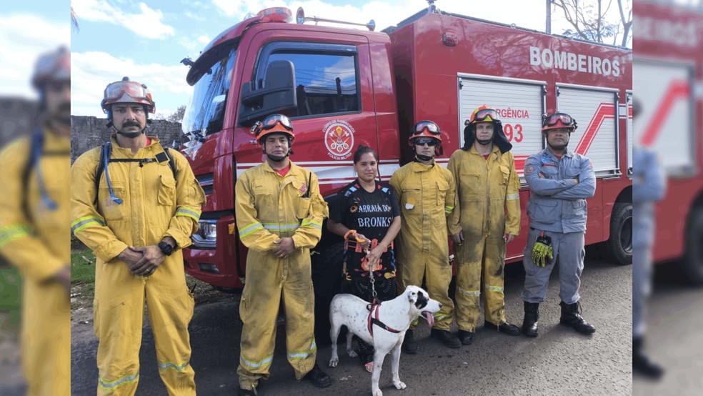 1 de 2
Cachorro é resgatado após cair de penhasco de 15 metros em Marília — Foto: Corpo de Bombeiros/Divulgação
