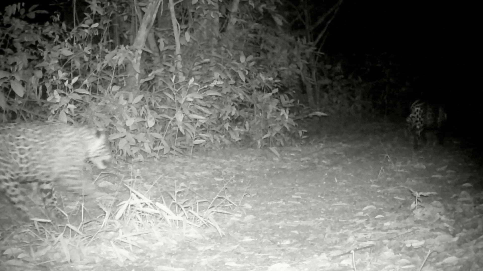 Casal de onças-pintadas é flagrado por câmeras em trilha ecológica do IFMT