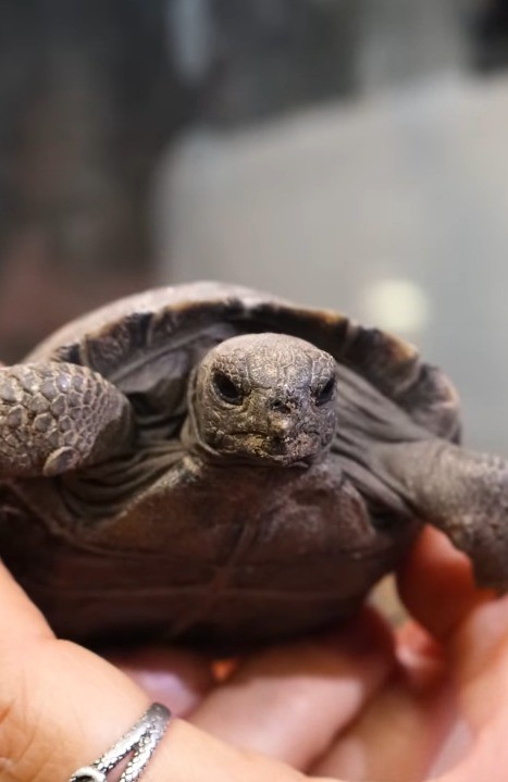 Você Não Tá Convidada pro Meu Bat Mitzvá!