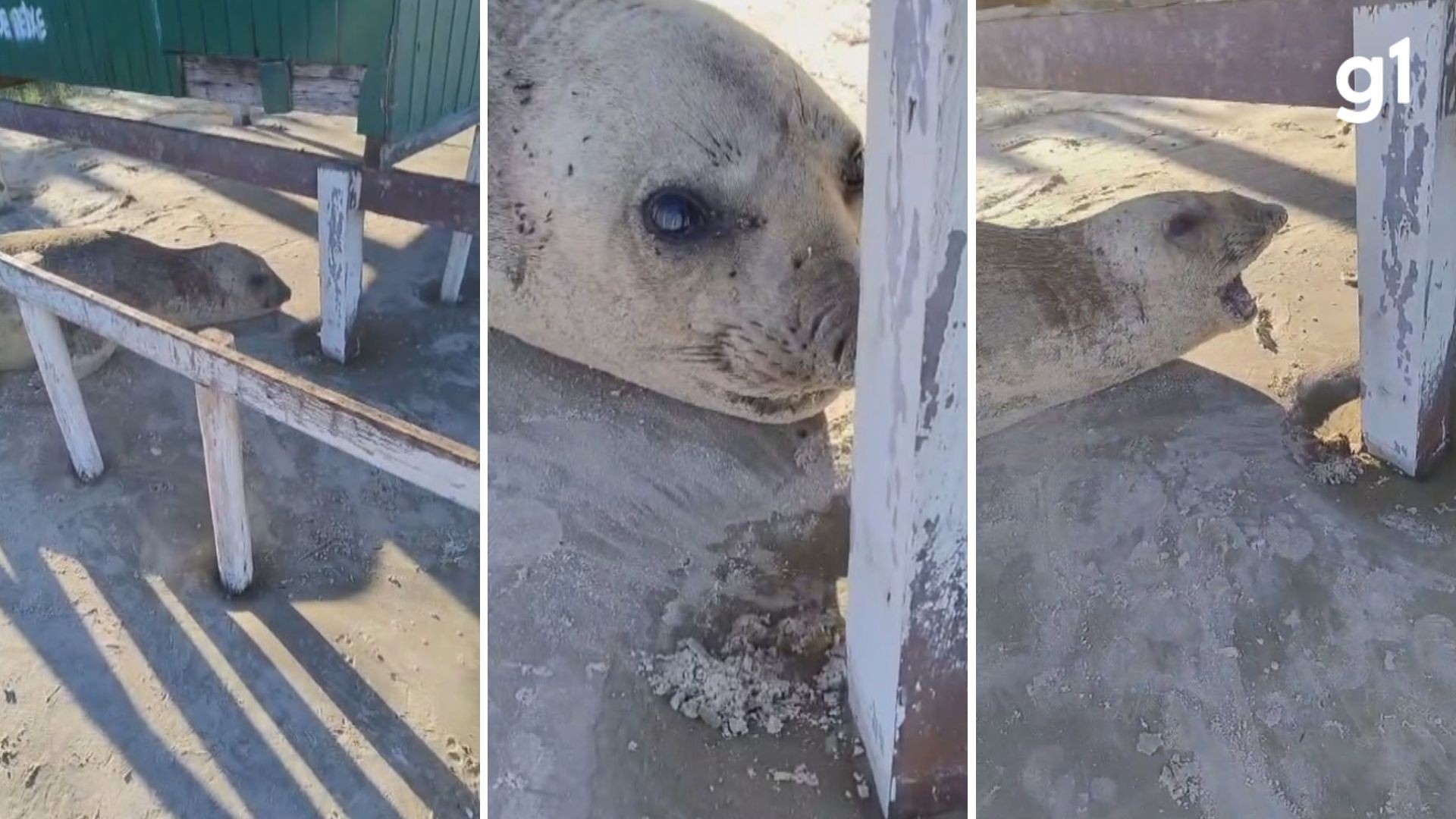 VÍDEO: elefante-marinho é avistado descansando em praia de Cidreira durante época de migração de animais marinhos
