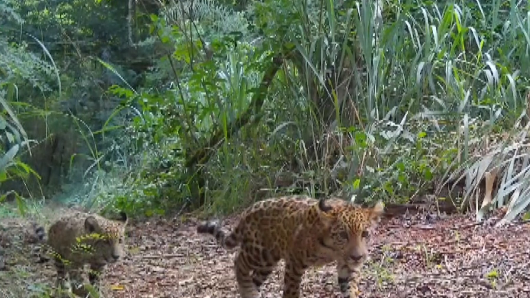 Novos filhotes de onça-pintada são flagrados no parque das Cataratas no Iguaçu, no Paraná