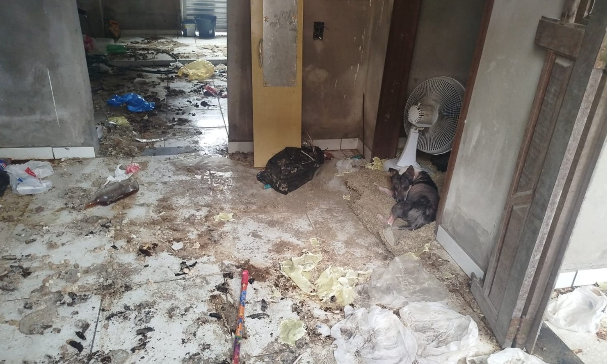 Homem é preso em flagrante suspeito de maus-tratos a animais em Feira de Santana