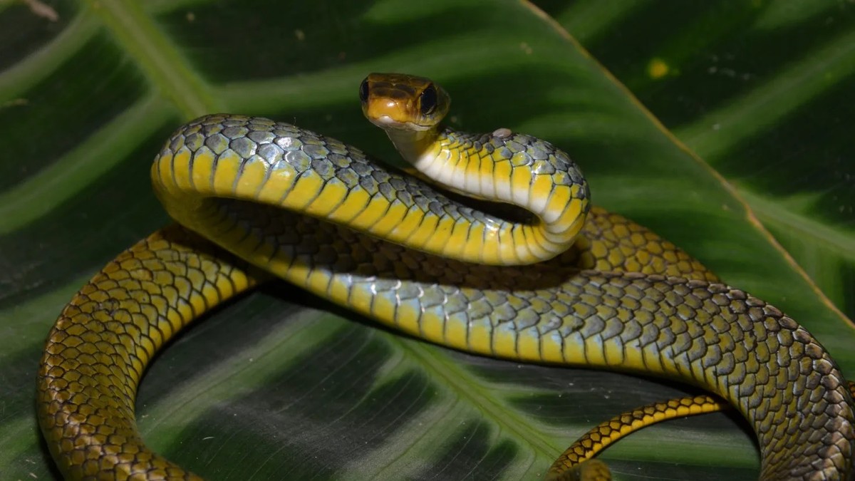 Pesquisa mostra que serpentes mutilam a própria cauda para fugir de  predadores; entenda, Terra da Gente