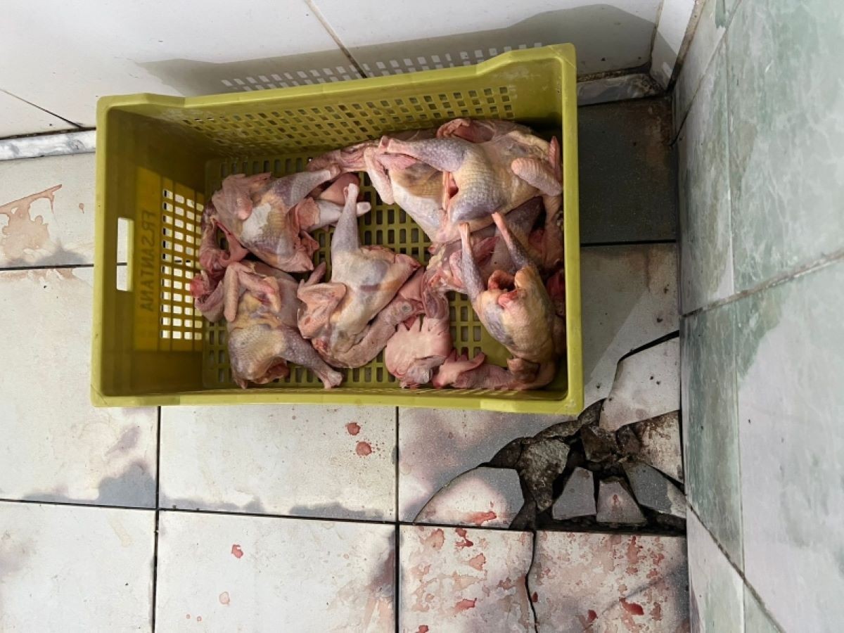 Abatedouro clandestino de aves é fechado em Divinópolis; 2,6 toneladas de carne são apreendidas