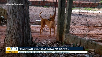 Cães e gatos da zona rural de Palmas são vacinados contra raiva
