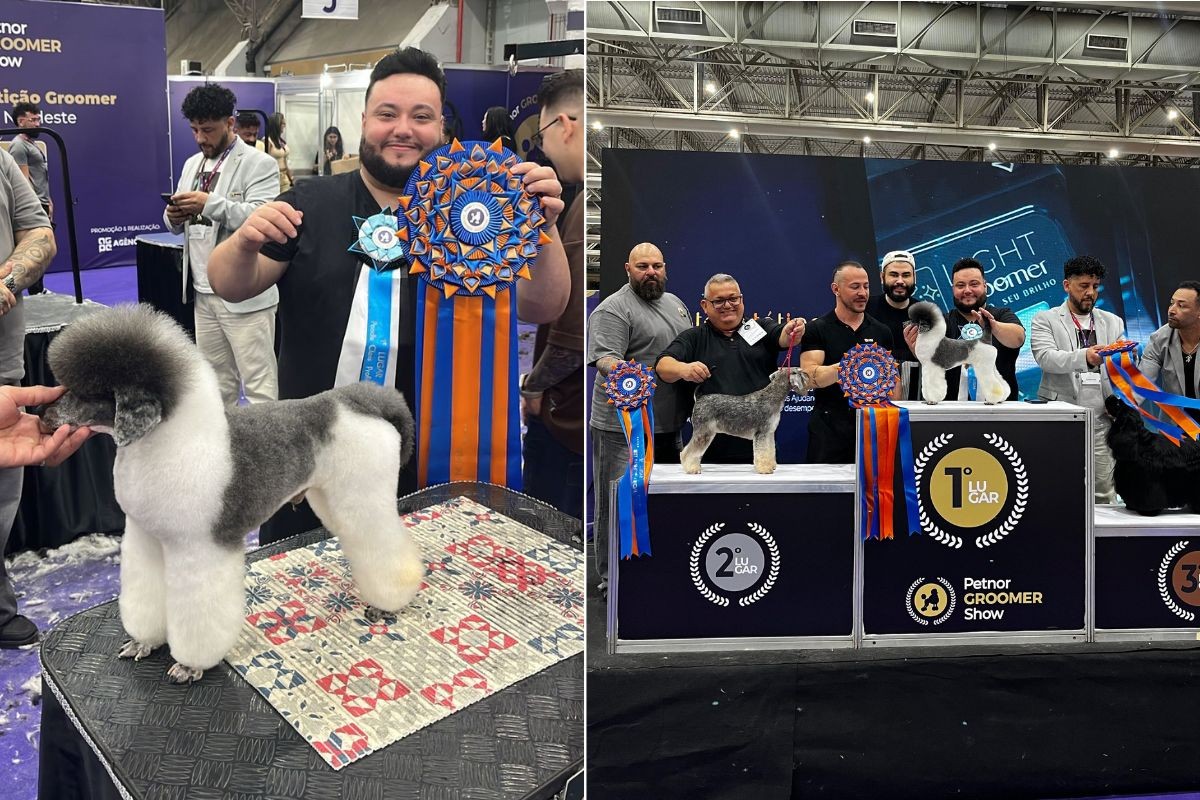 Groomer do litoral de SP 'transforma' poodle e vence competição nacional de estética pet: 'Orgulho'; VÍDEO