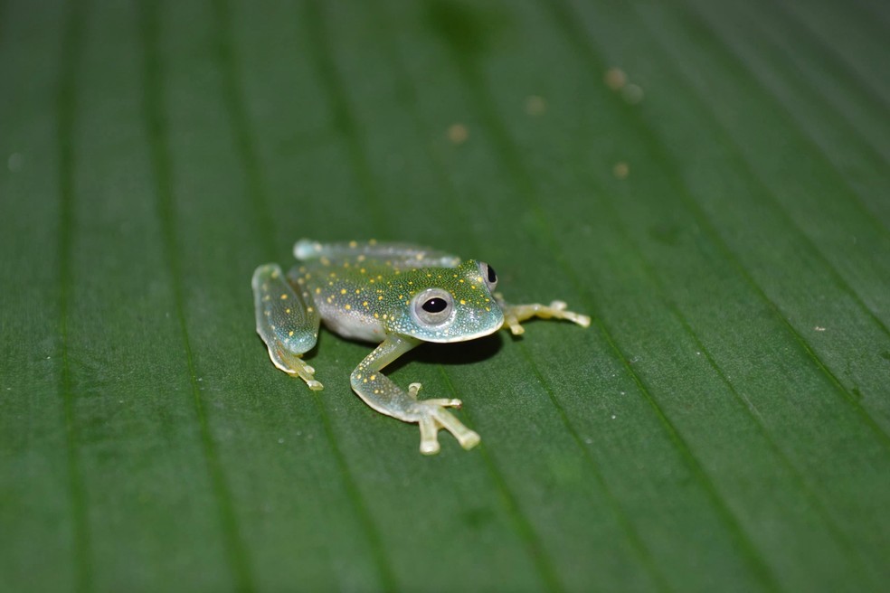 Teratohyla adenocheira — Foto: Kaynara Delaix Zaqueo