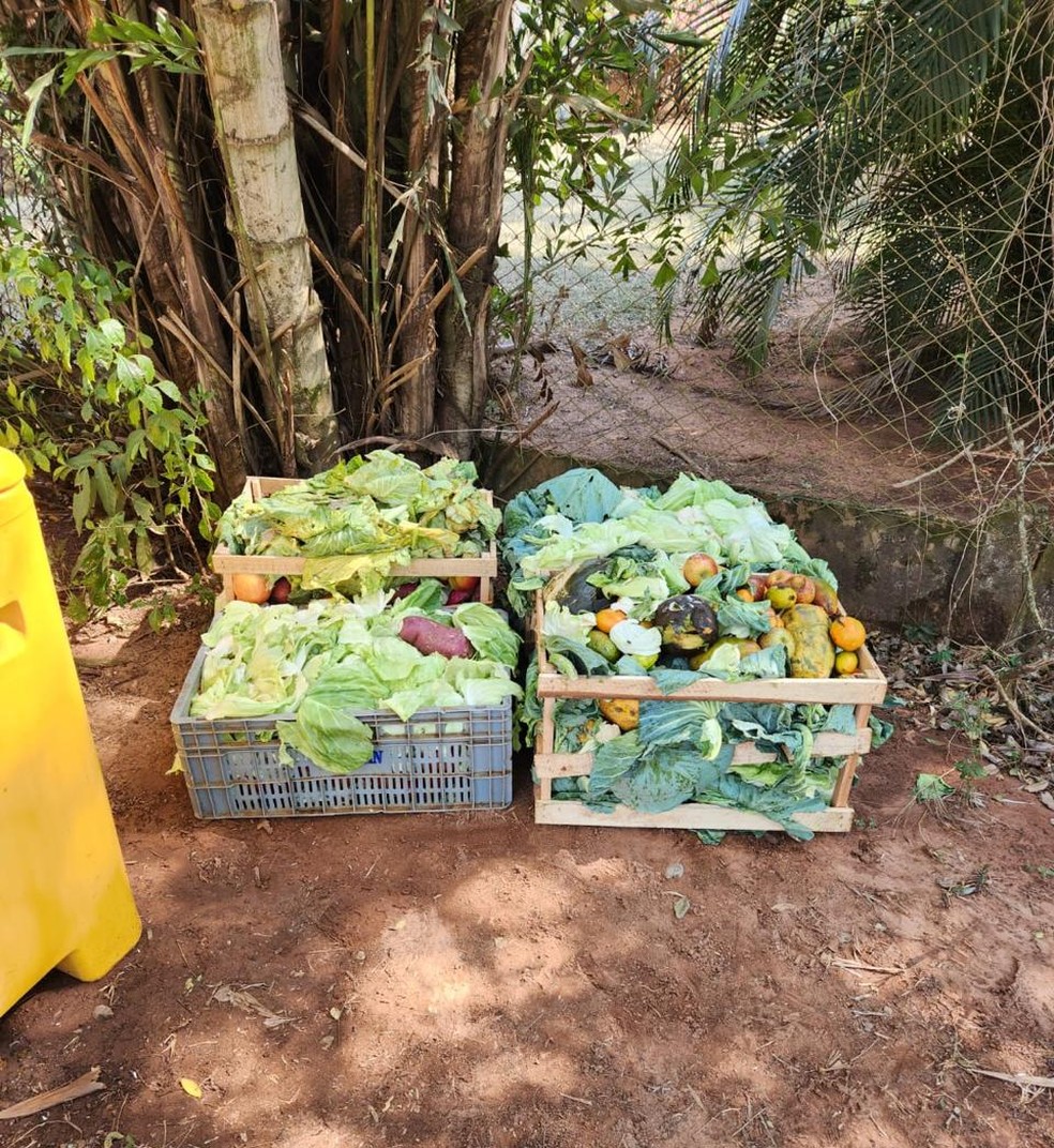 Uma das principais ações das fazendas atingidas é “cuidar” desses animais para que permaneçam no local — Foto: Arquivo pessoal