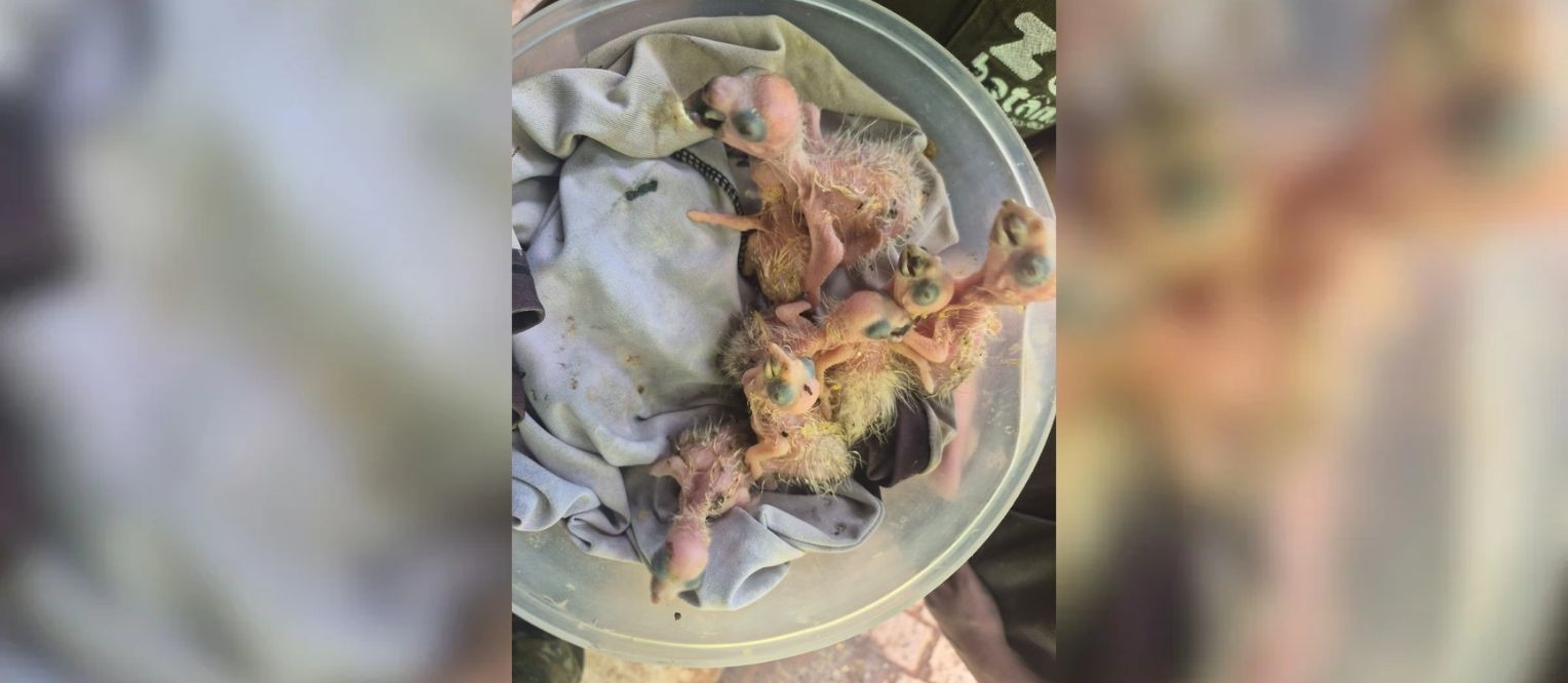 Filhotes de papagaio-verdadeiro são resgatados após serem anunciados para venda em aplicativo; vídeo 