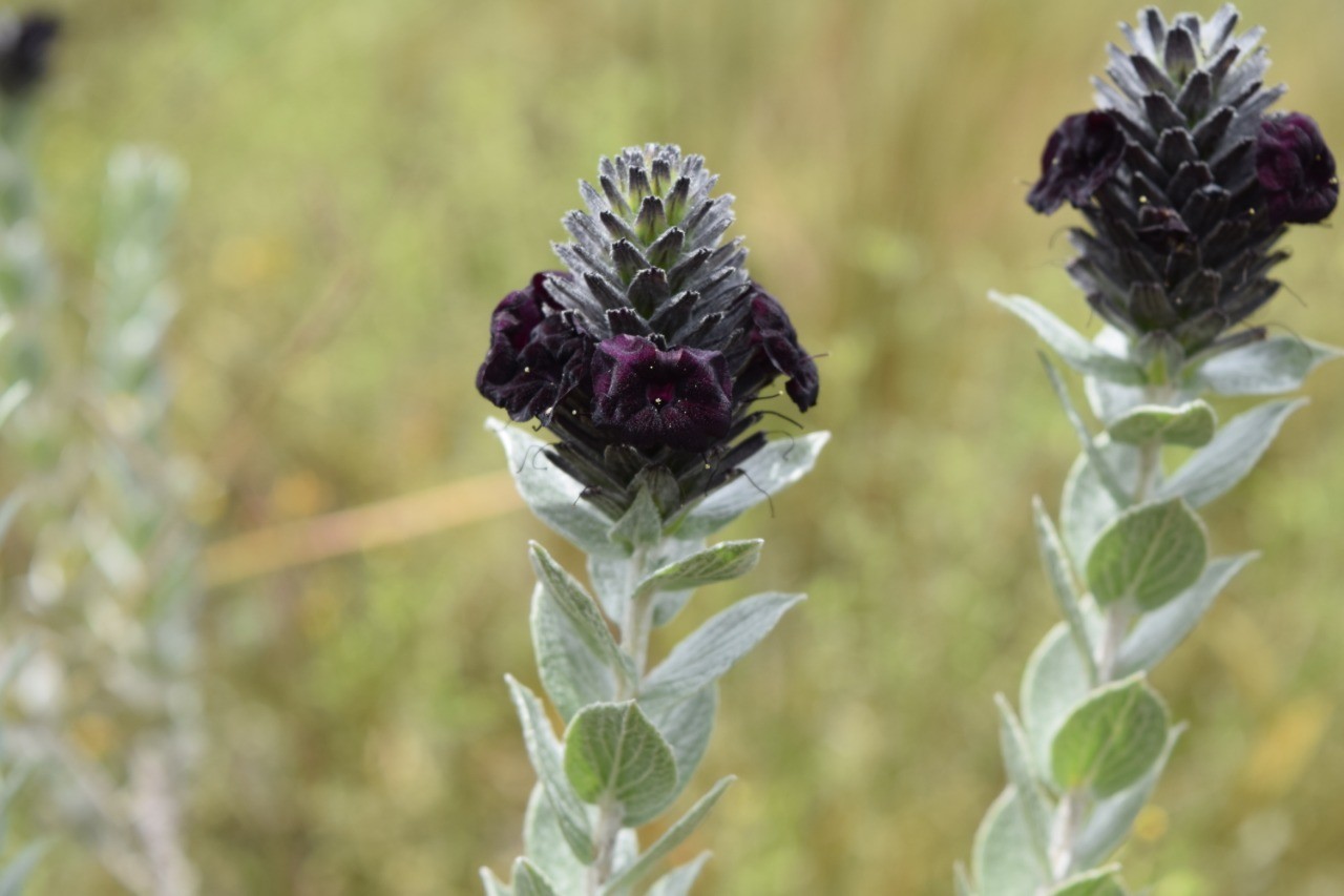 Beleza ameaçada: conheça as flores pretas do Cerrado que podem desaparecer; veja fotos