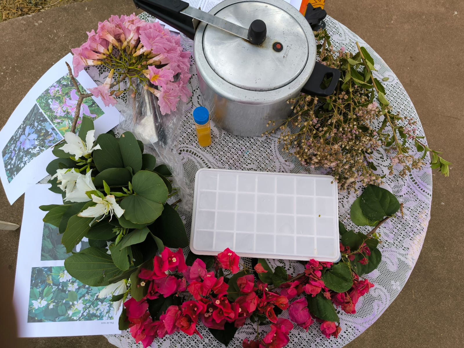 Produção orgânica com ‘adubo verde’ transforma a segurança alimentar no oeste paulista