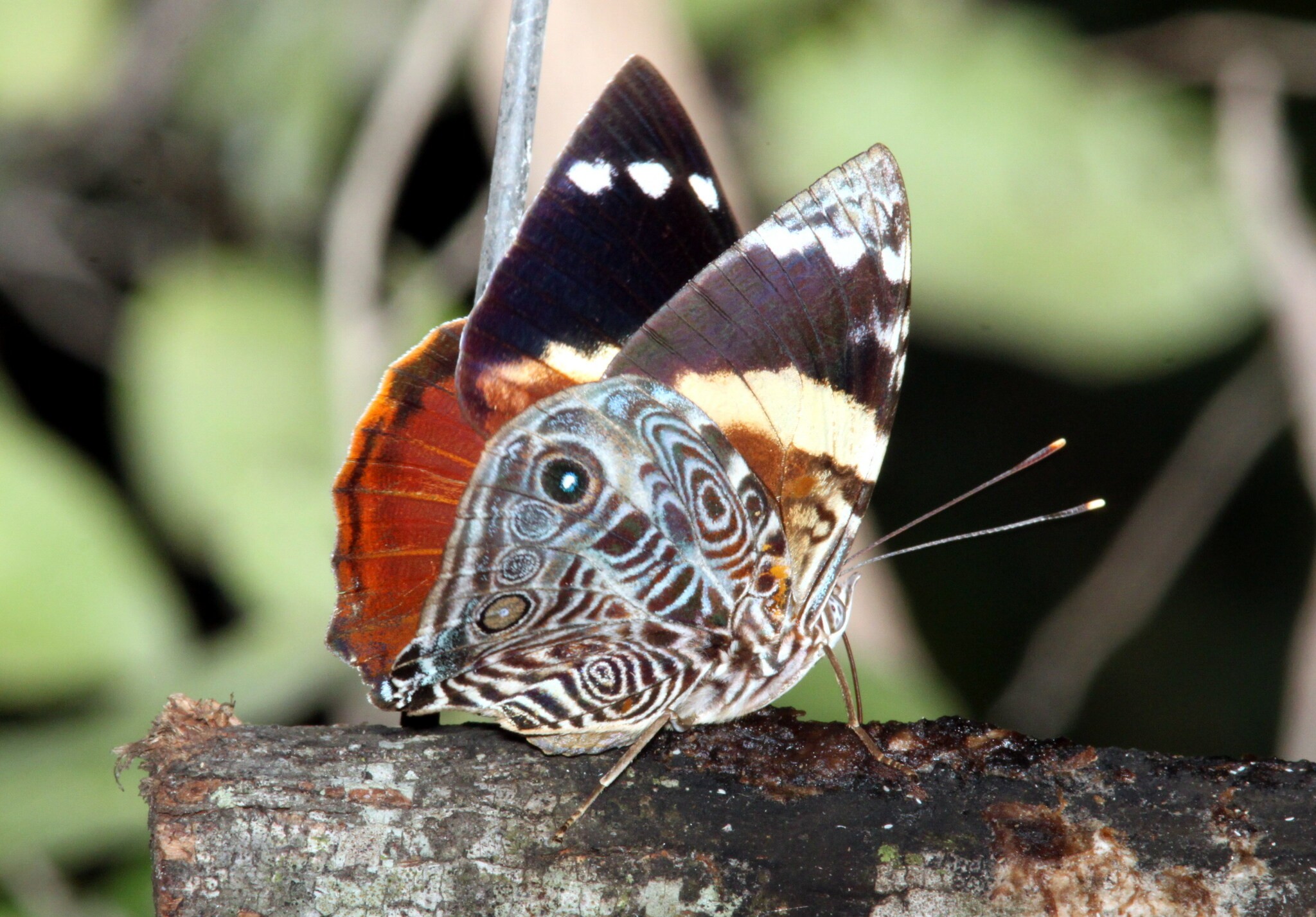 Criado por estudante da Unicamp, guia interativo cataloga borboletas da Serra do Japi 