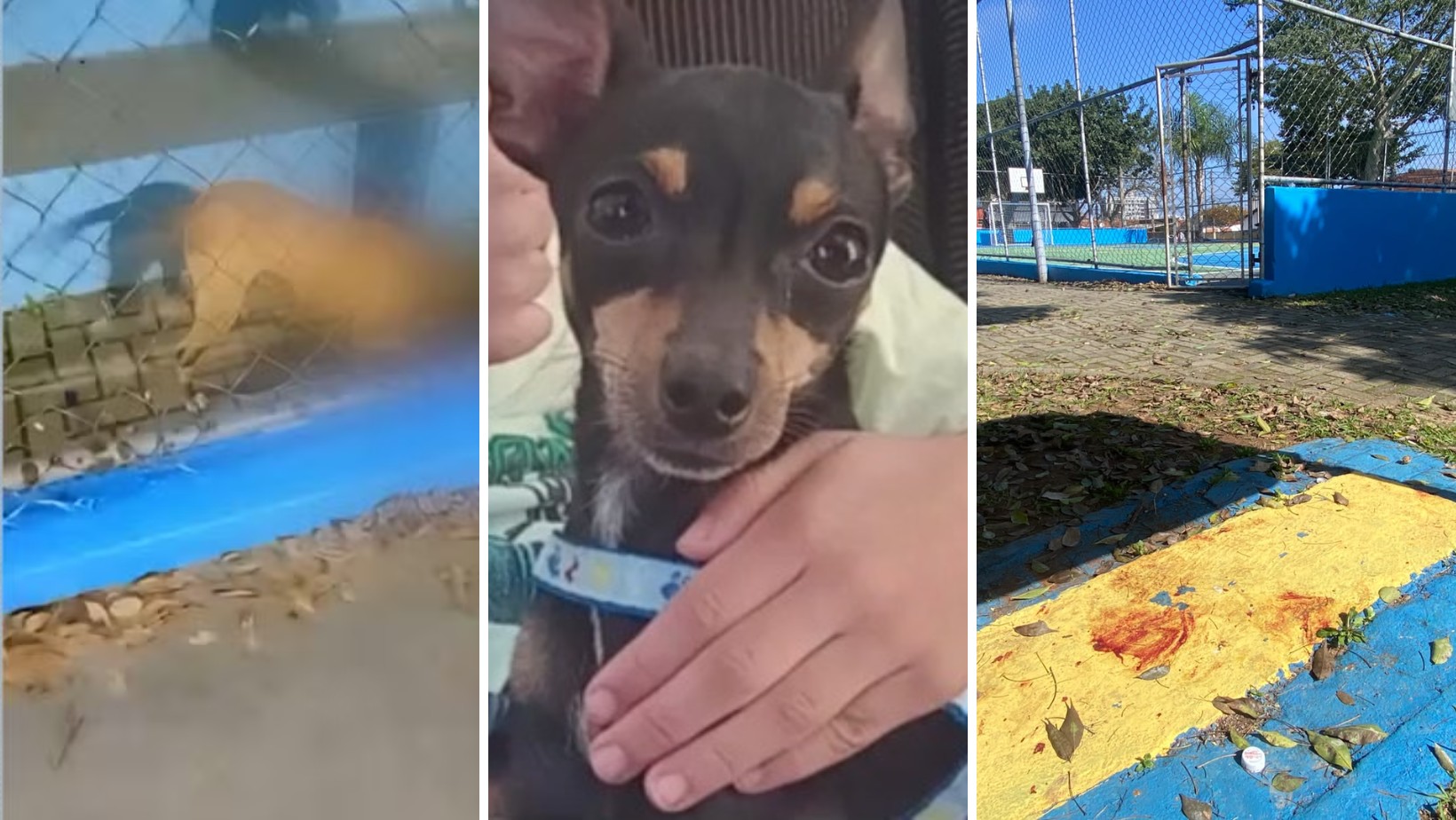 VÍDEO mostra ataque de cão pitbull que matou cachorro pinscher em São José dos Campos, SP