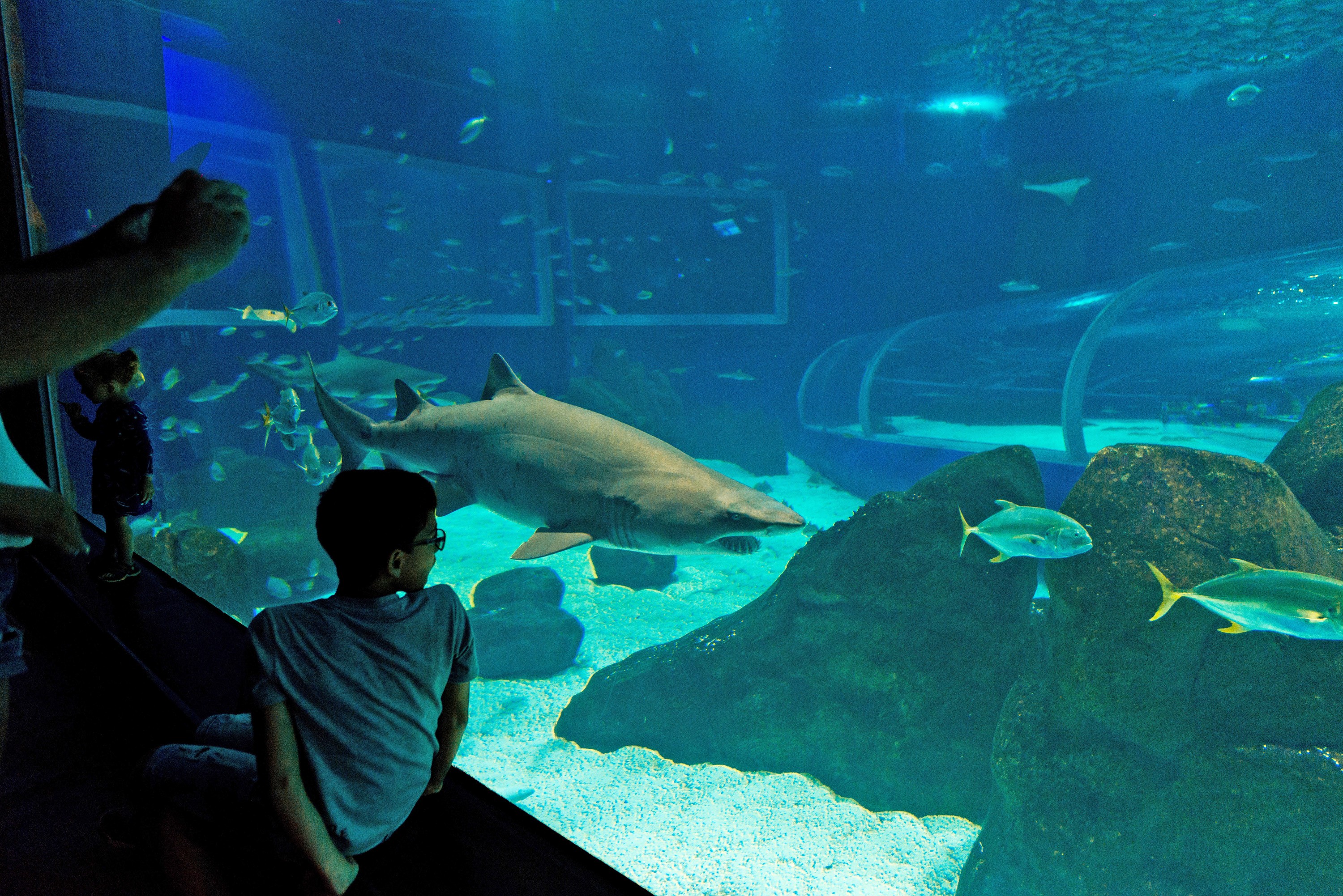 AquaRio comemora 9 anos com entrada gratuita para aniverariantes, acompanhados de pagante